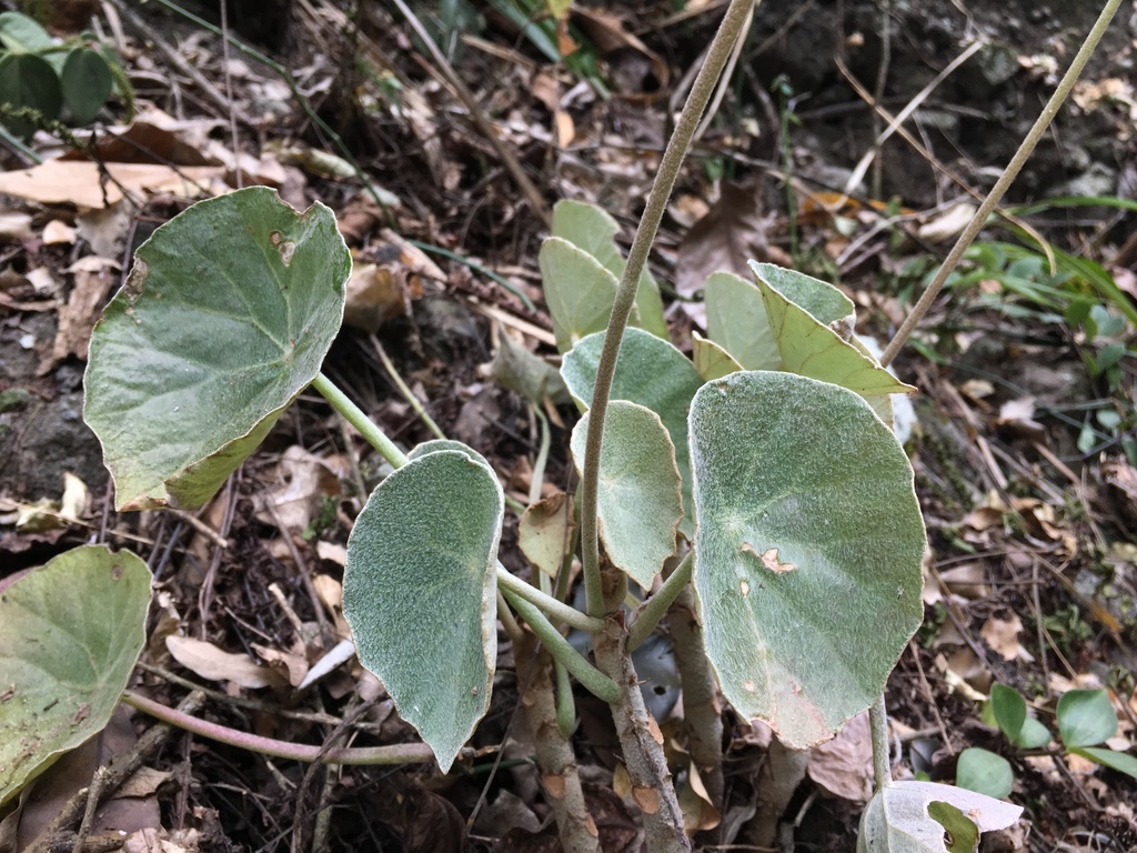Begonia peltata (Begonia peltata)