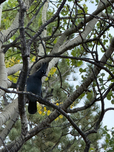 Steller's Jay