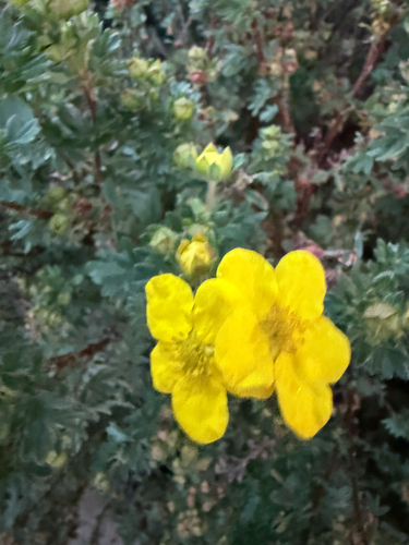 shrubby cinquefoil