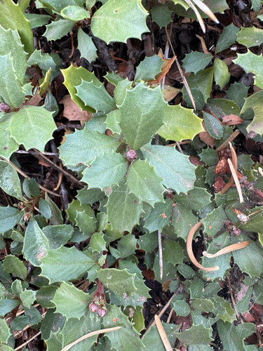 iNaturalist observation photo of Mahala mat