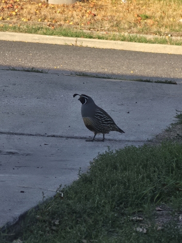 California Quail