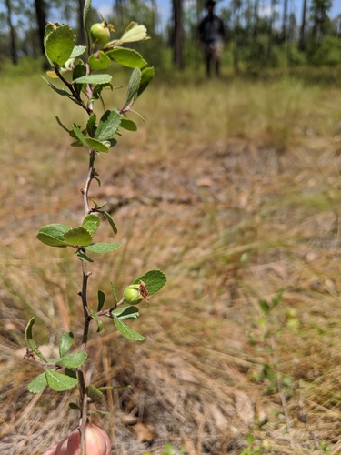 Crataegus munda