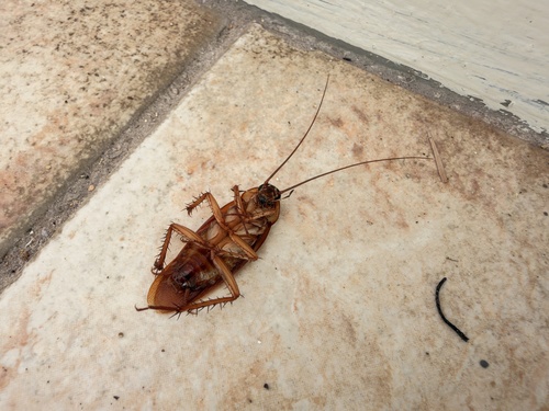 American Cockroach