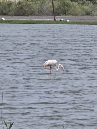 Greater Flamingo