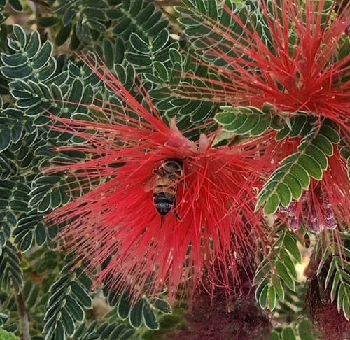 Western Honey Bee