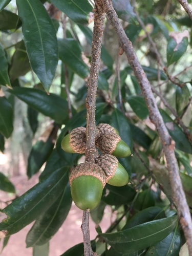 Quercus pinnativenulosa