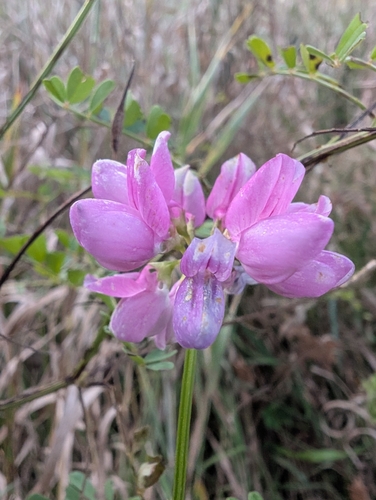 purple crownvetch