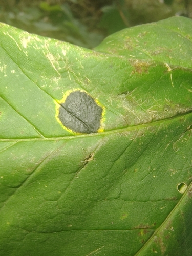Black Tar Spot