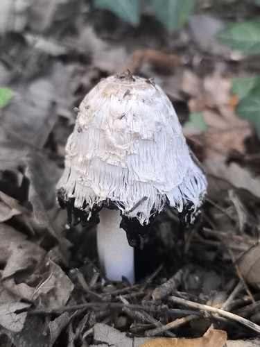 Shaggy Mane