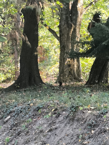 Eurasian Red Squirrel