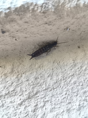 European Earwig