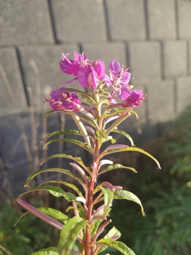 fireweed