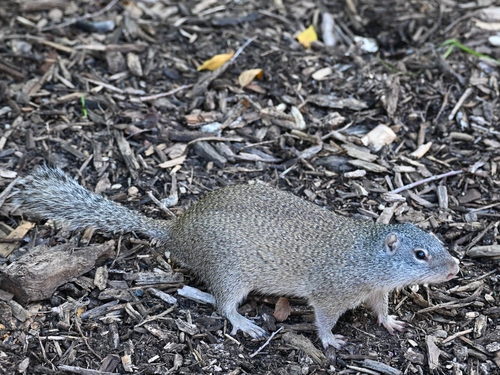 Franklin's Ground Squirrel observed by anteaterk