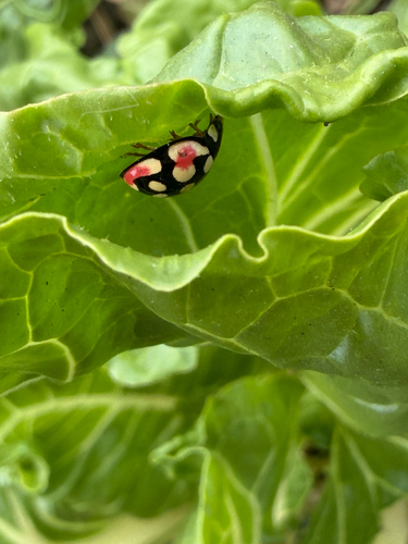 Sulfurous Lady Beetle
