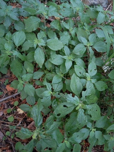 pellitory-of-the-wall