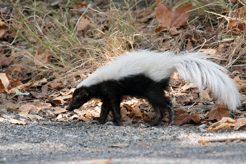American Hog-nosed Skunk