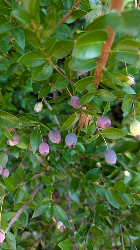 myrtle