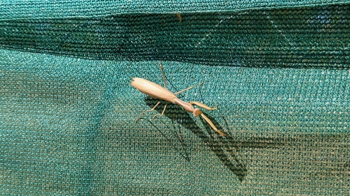 European Mantis