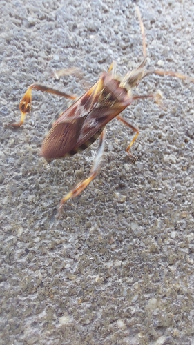 Western Conifer Seed Bug