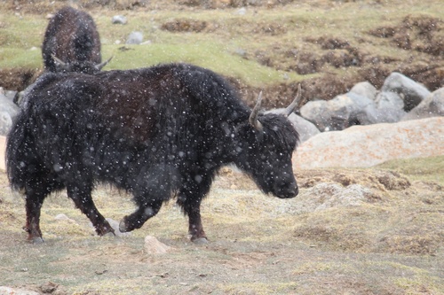 Domestic Yak