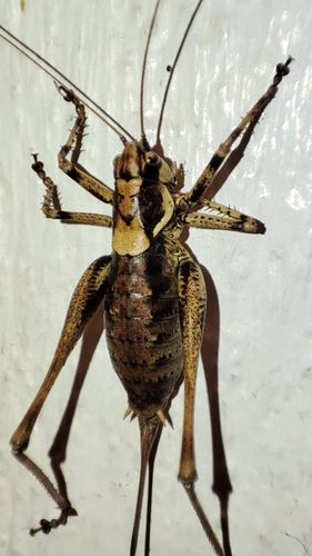 Common Mountain Bush-cricket