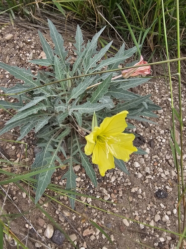 shortfruit evening primrose