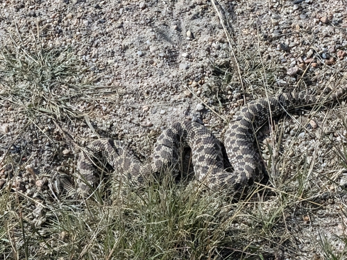 Plains Hognose Snake