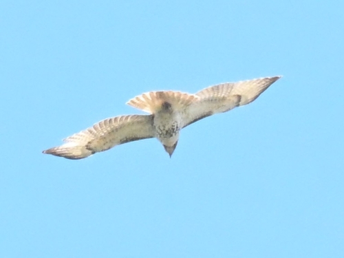 Red-tailed Hawk