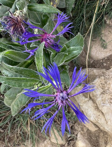 Perennial Cornflower