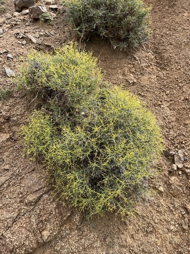 Bupleurum spinosum