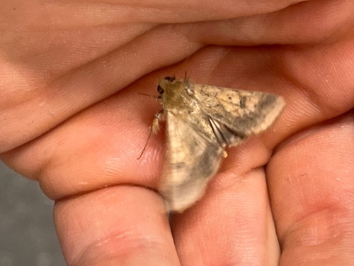 Cotton Bollworm Moth