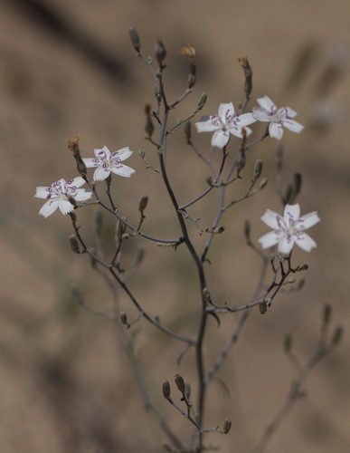Schott's wirelettuce (Stephanomeria schottii)