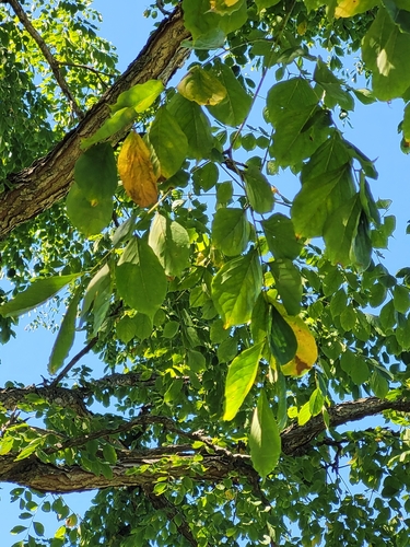 Kentucky coffeetree
