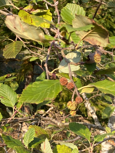 grey alder