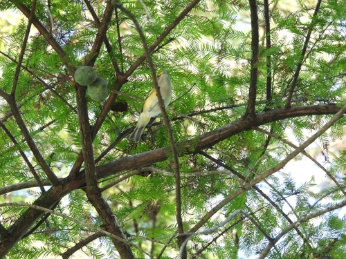 White-eyed Vireo