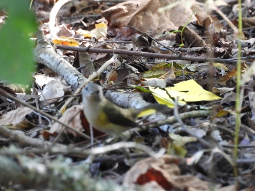 American Redstart