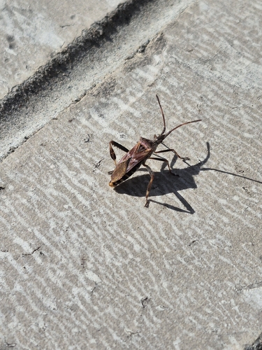 Western Conifer Seed Bug