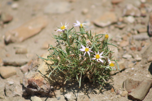 Nicolletia edwardsii