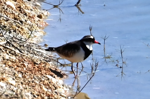Black-fronted Dotterel