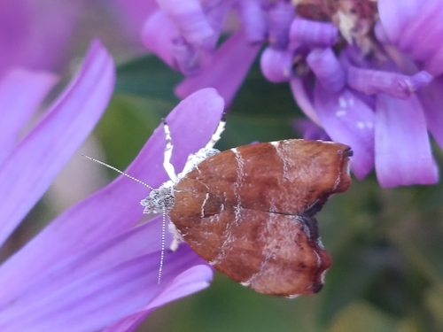 fig-tree skeletonizer moth