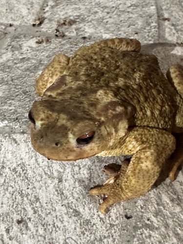 Spiny Toad