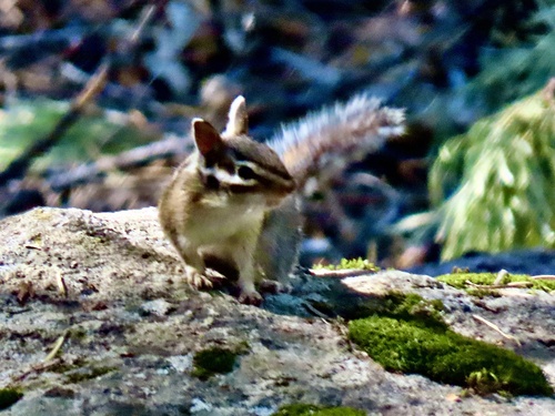 Long-eared Chipmunk observed by samnelo