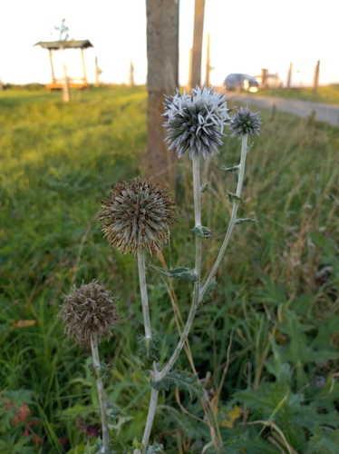 Glandular Globe-thistle