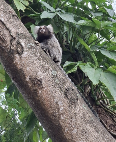 Common Marmoset