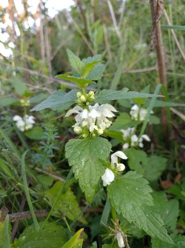 White deadnettle