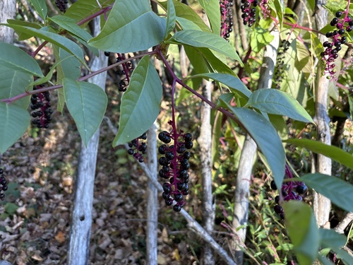American pokeweed
