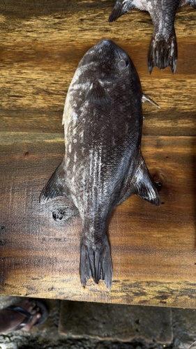 Spotted Oceanic Triggerfish