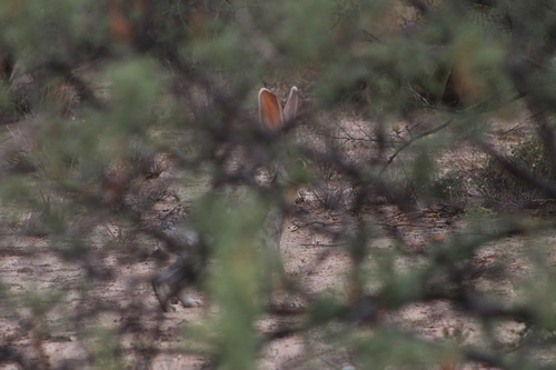 Antelope Jackrabbit observed by austindude