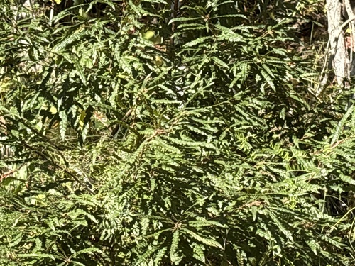 sweetfern