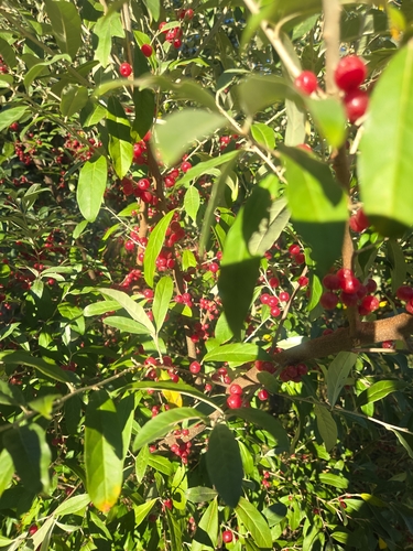 autumn olive